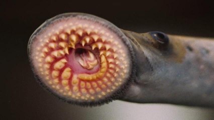 Entire Creek to be Poisoned to Kill 'Vampire Fish'