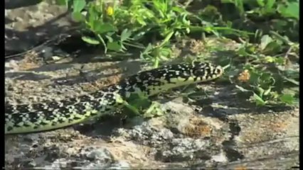 Calendari de la natura: juny