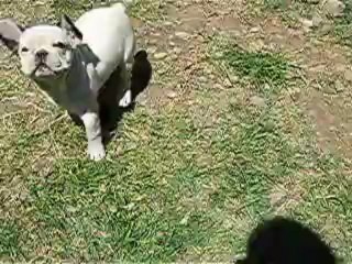 impulsion, bouledogue francais