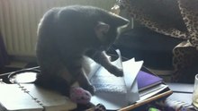 Kitten Reading