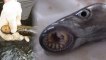 Lake Michigan 'Vampire Fish' to Be Poisoned En Masse