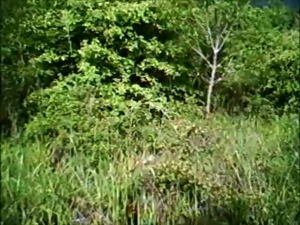 chasse 1er juin