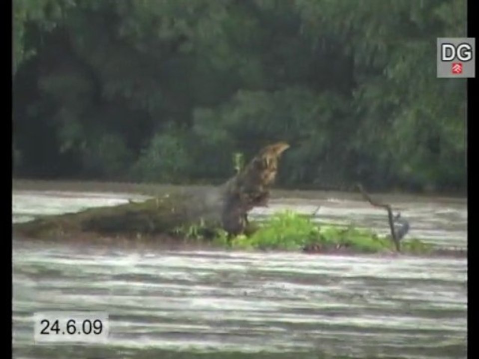 Hochwasser 2009 in Ost-Österreich