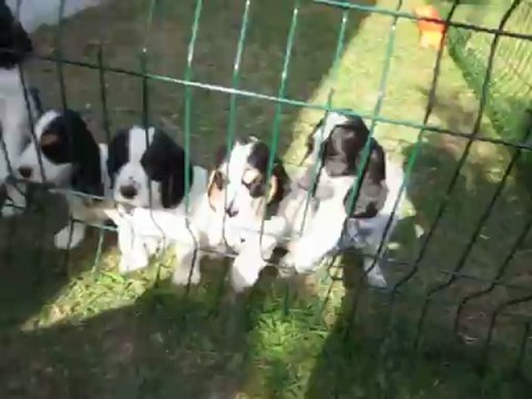 cocker spaniel anglais