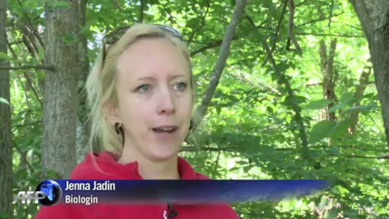 Im liebestaumel: zikaden-invasion in den usa
