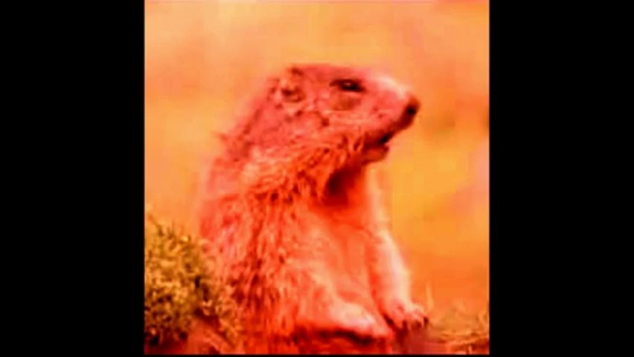 MARMOTTA DANCE - SUMMER 2013 - SHORT TRACK  BY ALAN