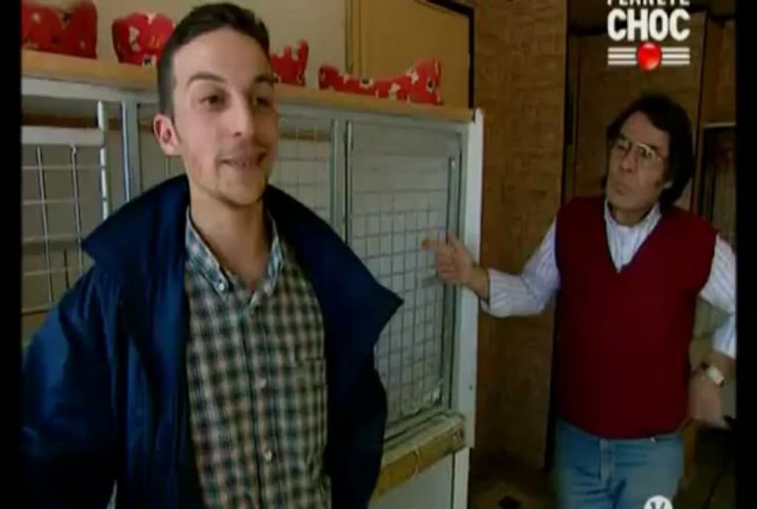 Chiens  PIT BULL 1/3 HQ