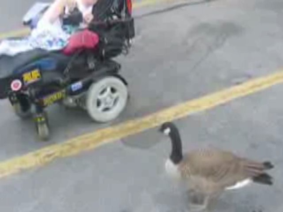 I was on a wild goose chase