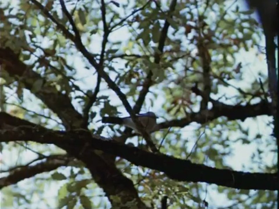 Песня Дуэньи - Дуэнья