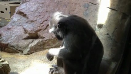 Chimpanzee Says Chill Out Man!