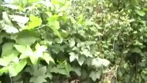 permaculture jardin