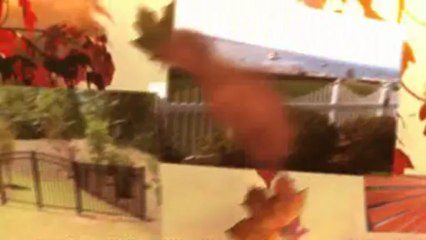 Gates Adelaide: Durable Fencing Solutions 🛡️