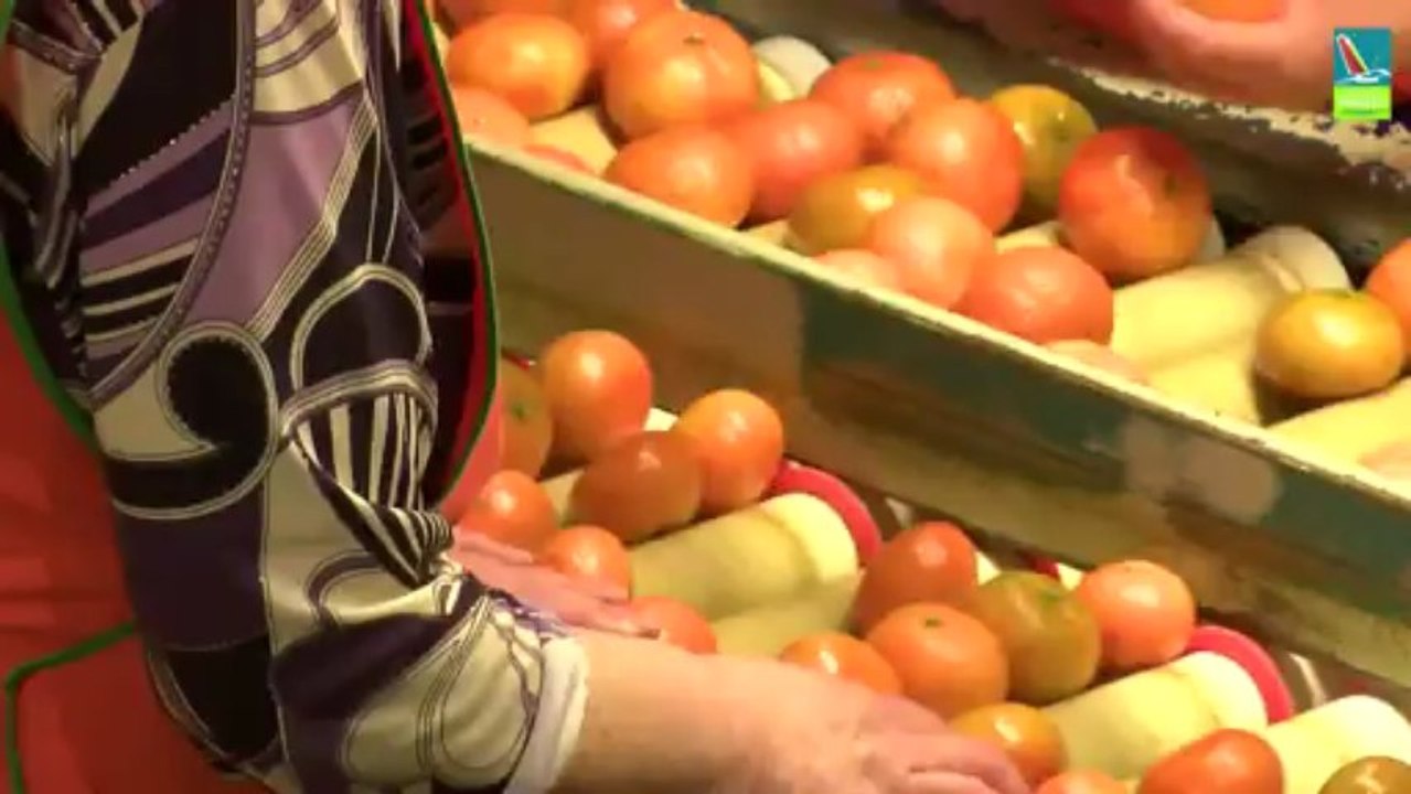 Portrait d'un producteur d'oranges à Valence