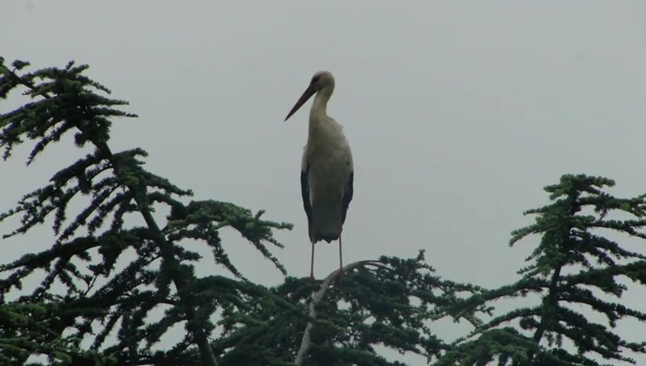 la cigogne 2