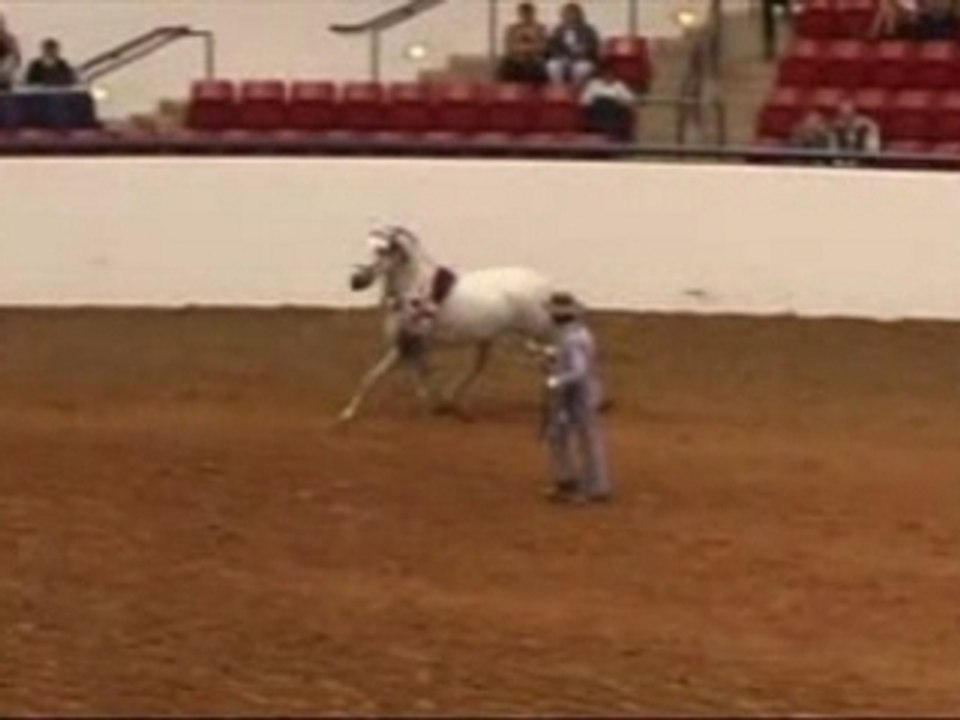 Le plus beau cheval (à mes yeux) !!!