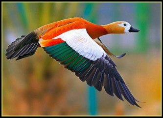 Bird Fashion Show (PPS) [720p]