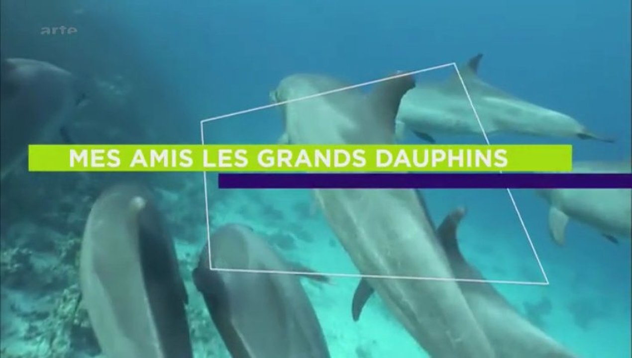 Mes amis les grands dauphins