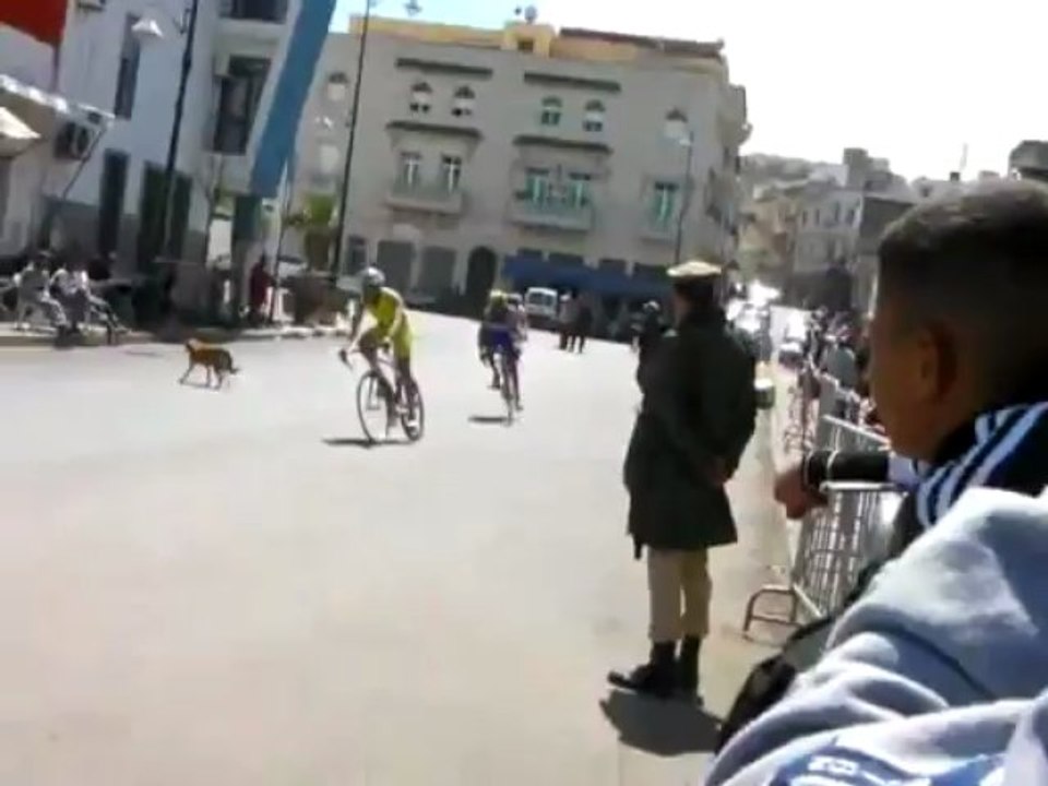 الكلاب الضالة تعرقل مسار التْرياتليون بالعرائش