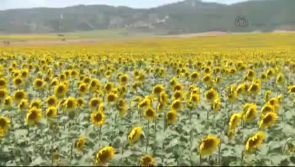 Adana "sarı gelinliğini" giydi