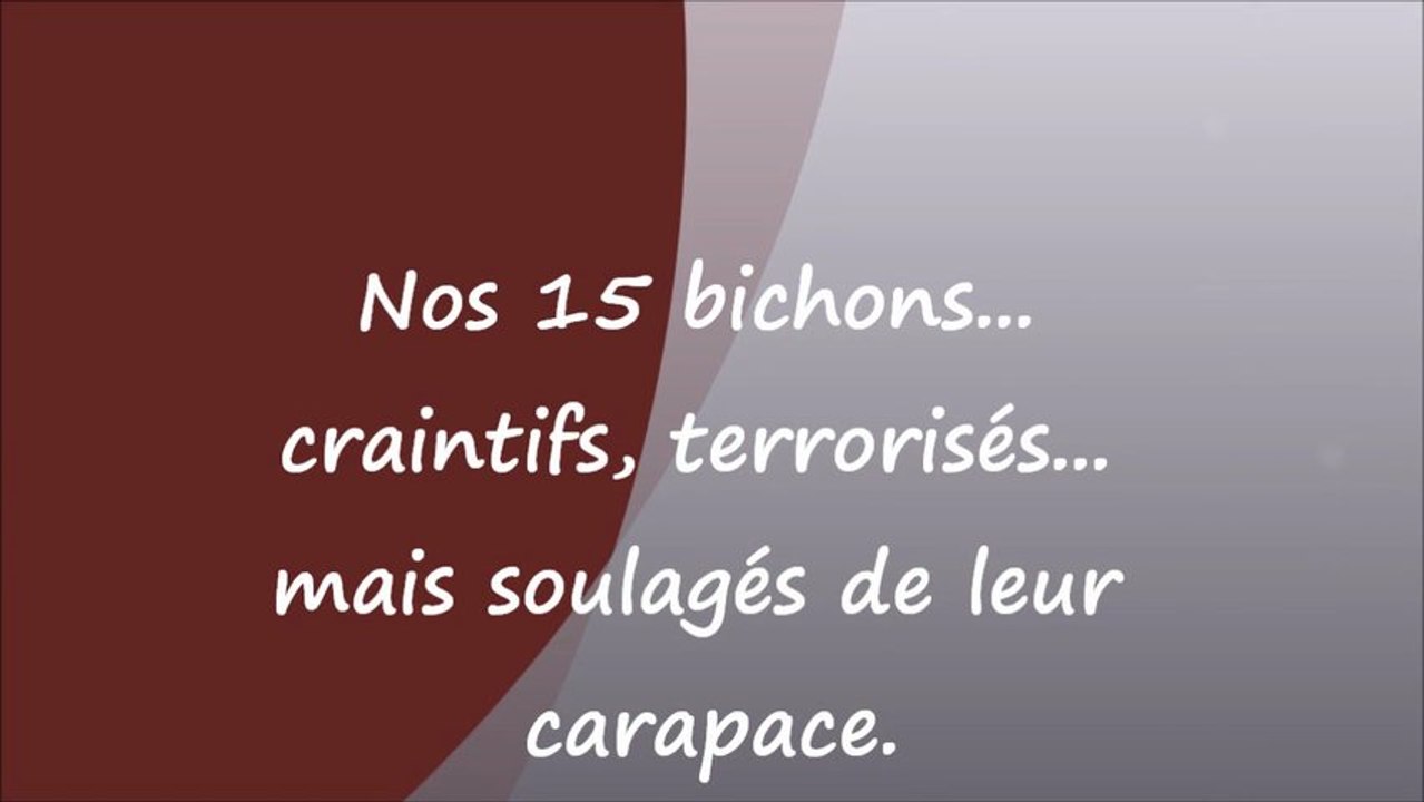 Nos bichons... la renaissance