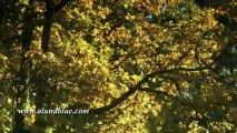 Stock Video - Stock Footage - Video Backgrounds - Autumn Gold 04