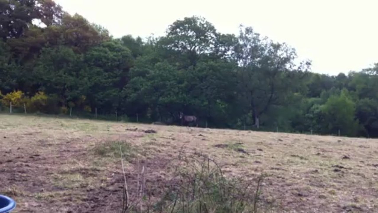 gigi de retour avec ses potes