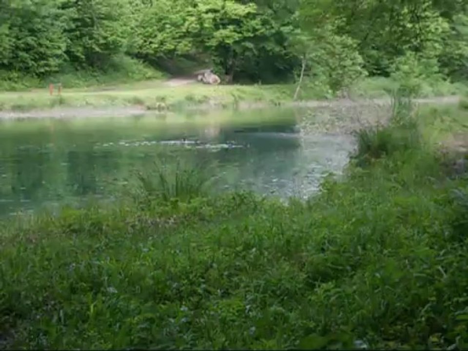 foulques étang de la Cressonnière