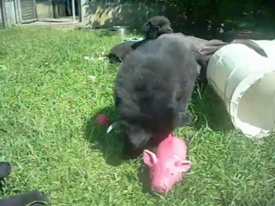 04 juin 2013 : gris, blanc, rose (6 semaines)