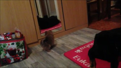 Fantaisy & Image juin 2013