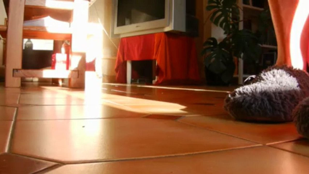 Les petits chatons courent partout