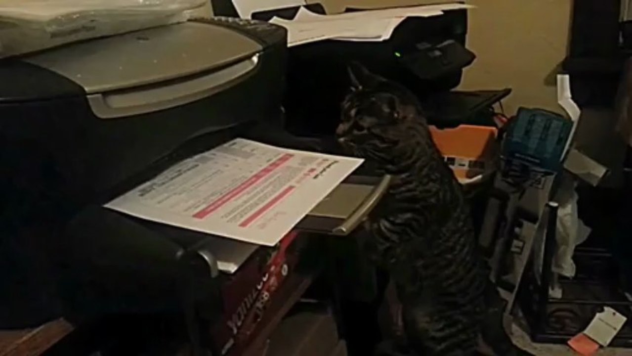 Chat vs imprimante