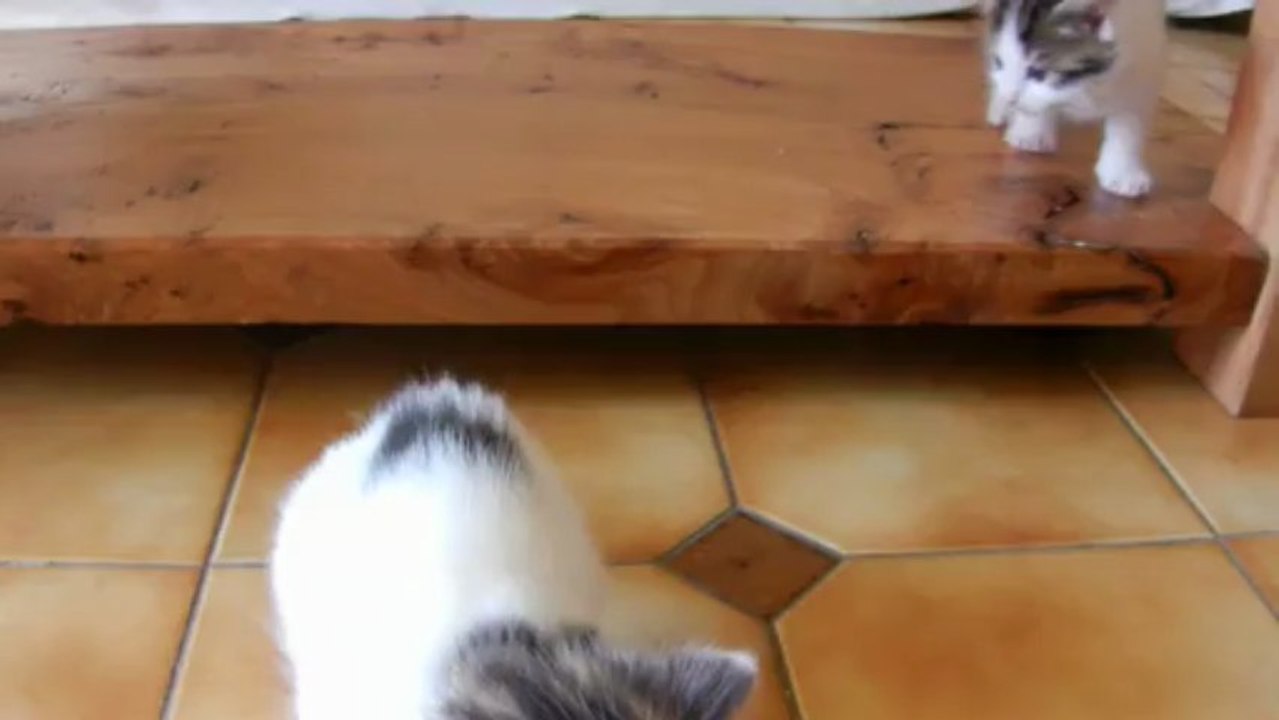 Chatons sous table basse, rien ne trépasse !