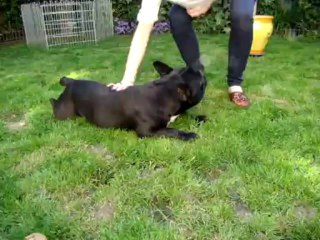 bouledogue francais