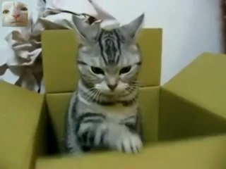 Serious cat sending sos message