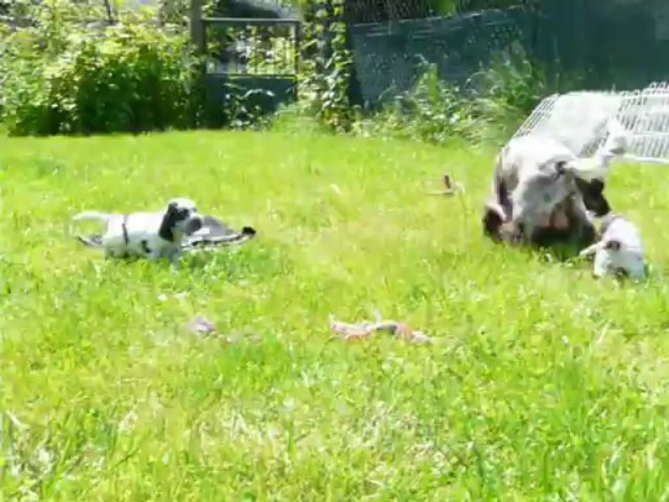 Une sortie dans l'herbe...! Chiots de Drogheda et Cooky, 4 semaines.