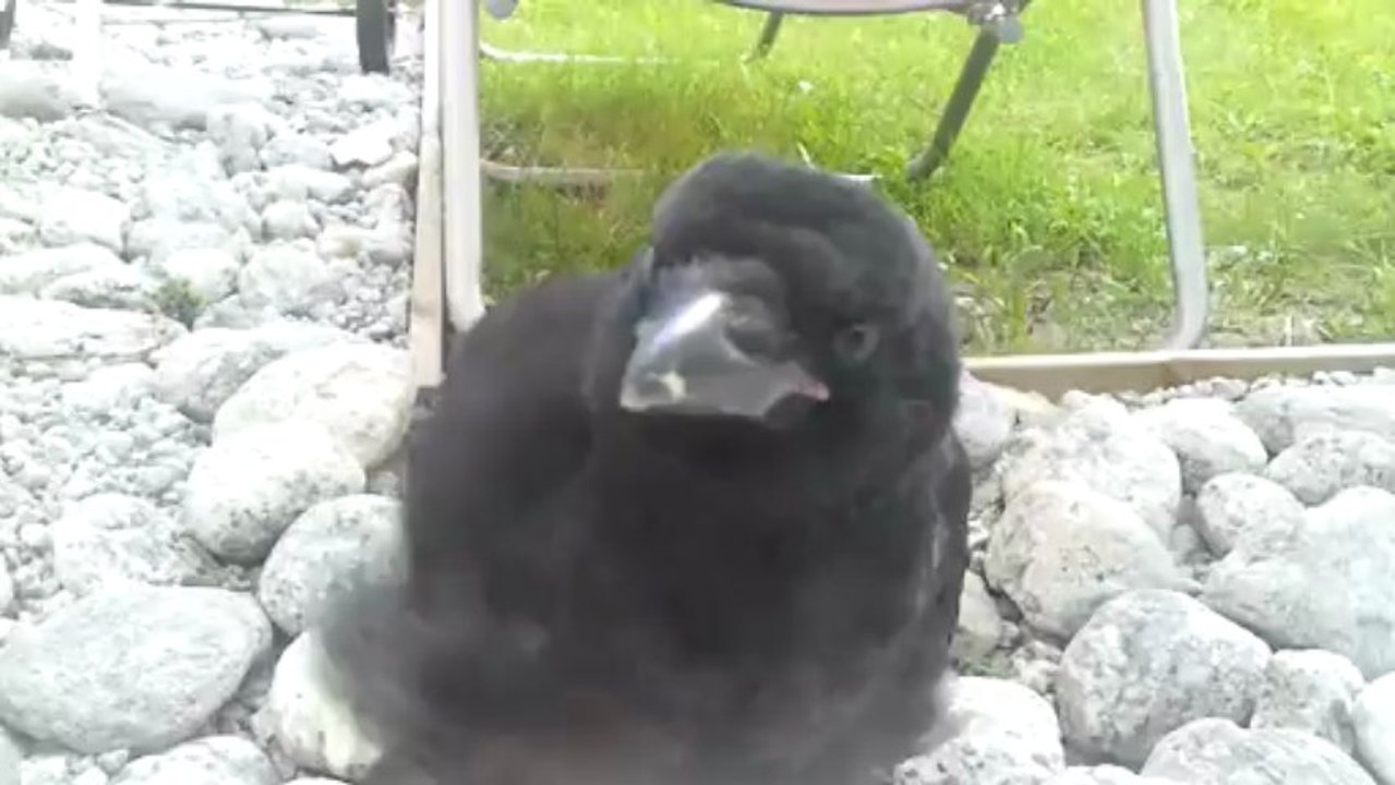 video-2013-06-03-16-35-03