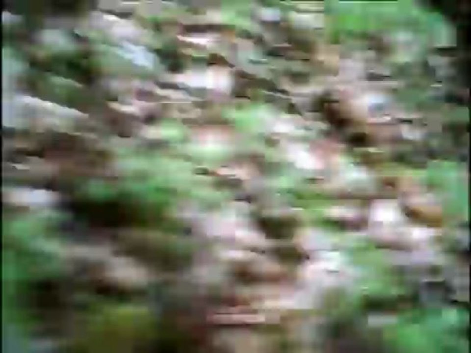 Pied en longe jusqu'à la bauge avec Haska 13 mois