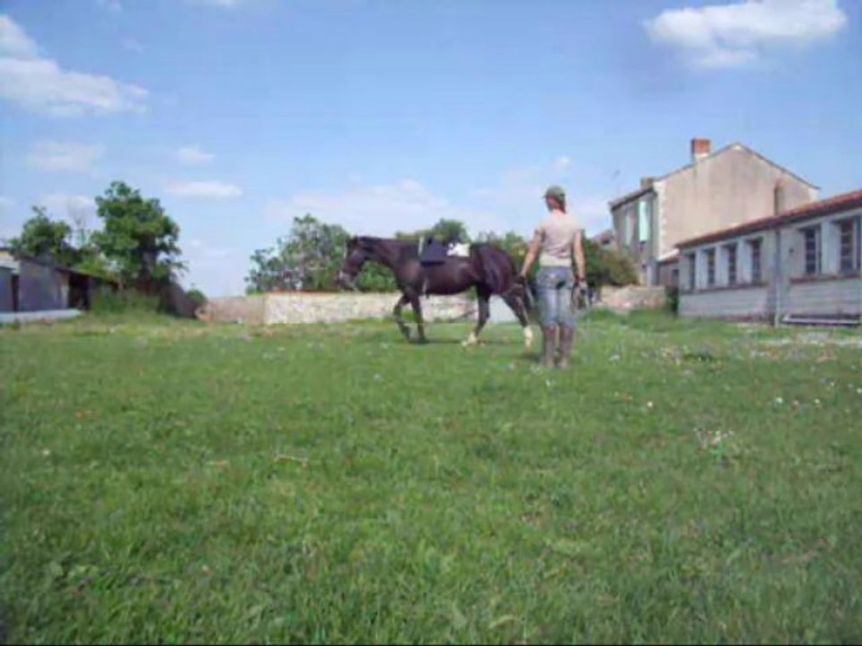 Longe Voltige