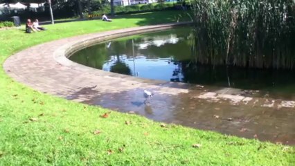 A seagull makes tap dancing