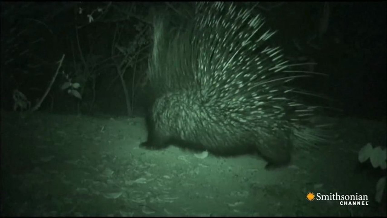 Honey Badger vs. Porcupine Vidéo Dailymotion