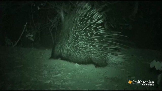 Blaireau contre porc-épic... Qui gagne???