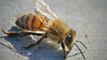 Should You Bee Scared? Man Dies After 40,000 Killer Bees Swarm Him