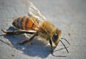 Should You Bee Scared? Man Dies After 40,000 Killer Bees Swarm Him