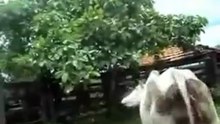 Wicked Cow