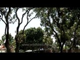 World of Lychee Trees at Dehradun