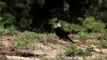 White-collared Blackbird in Bhutan