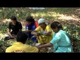 Local women prepare the Lychee for the market