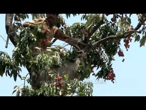 Lychee Picking on top of the tree