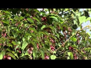 Bhutan Dochula snake plant rhododendron strawberry hdv tape 3 2 5