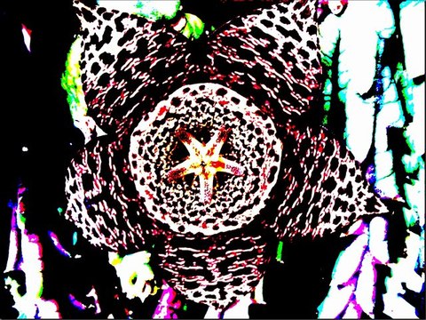 Emilie Simon *Graines d'étoiles* live